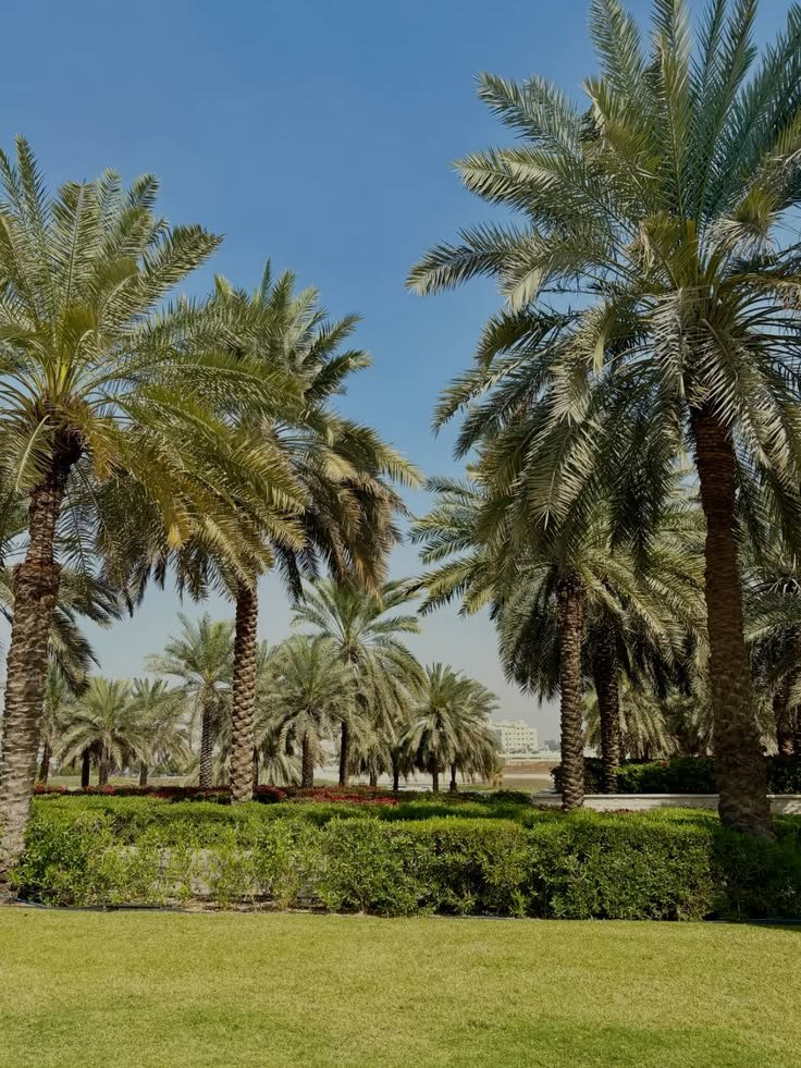 Rows of date palms heavy with fruit on a Madinah farm